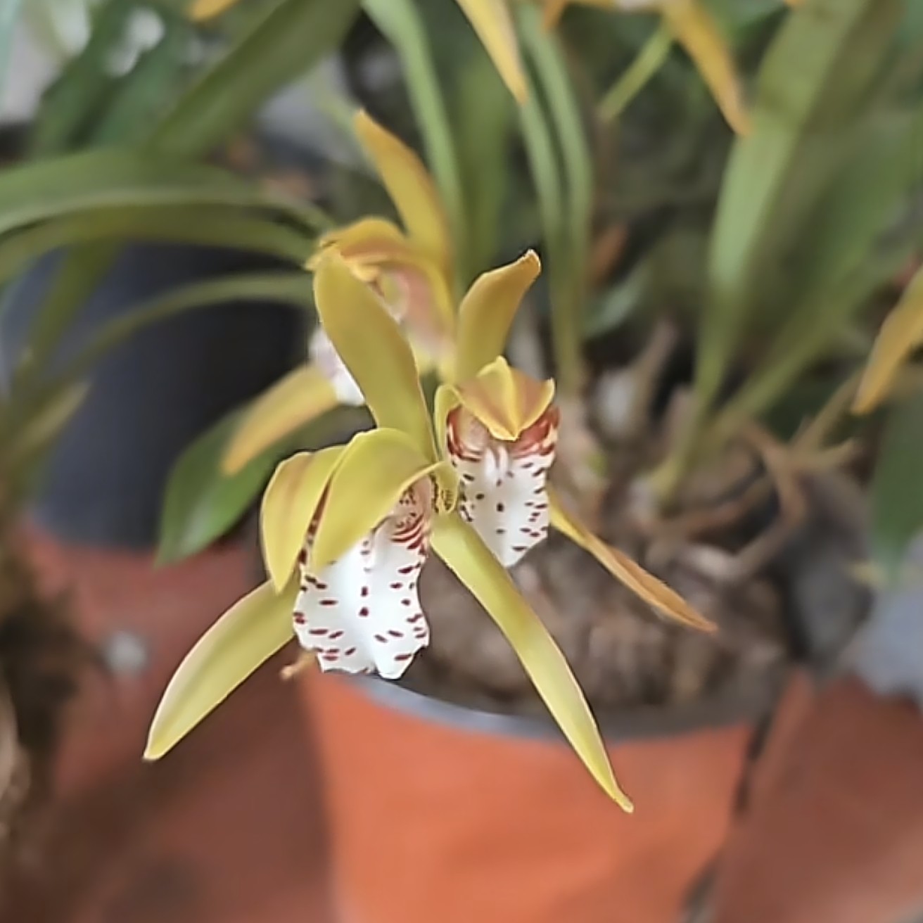 云南 斑舌兰（一物一拍）稀少品种