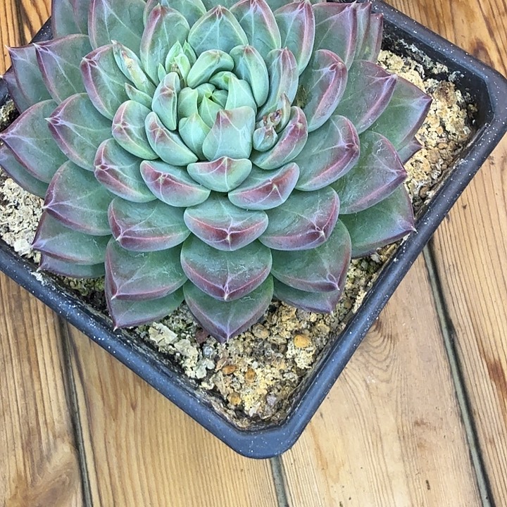 暗纹美人，一物一拍