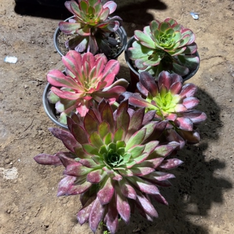 343多肉植物组合