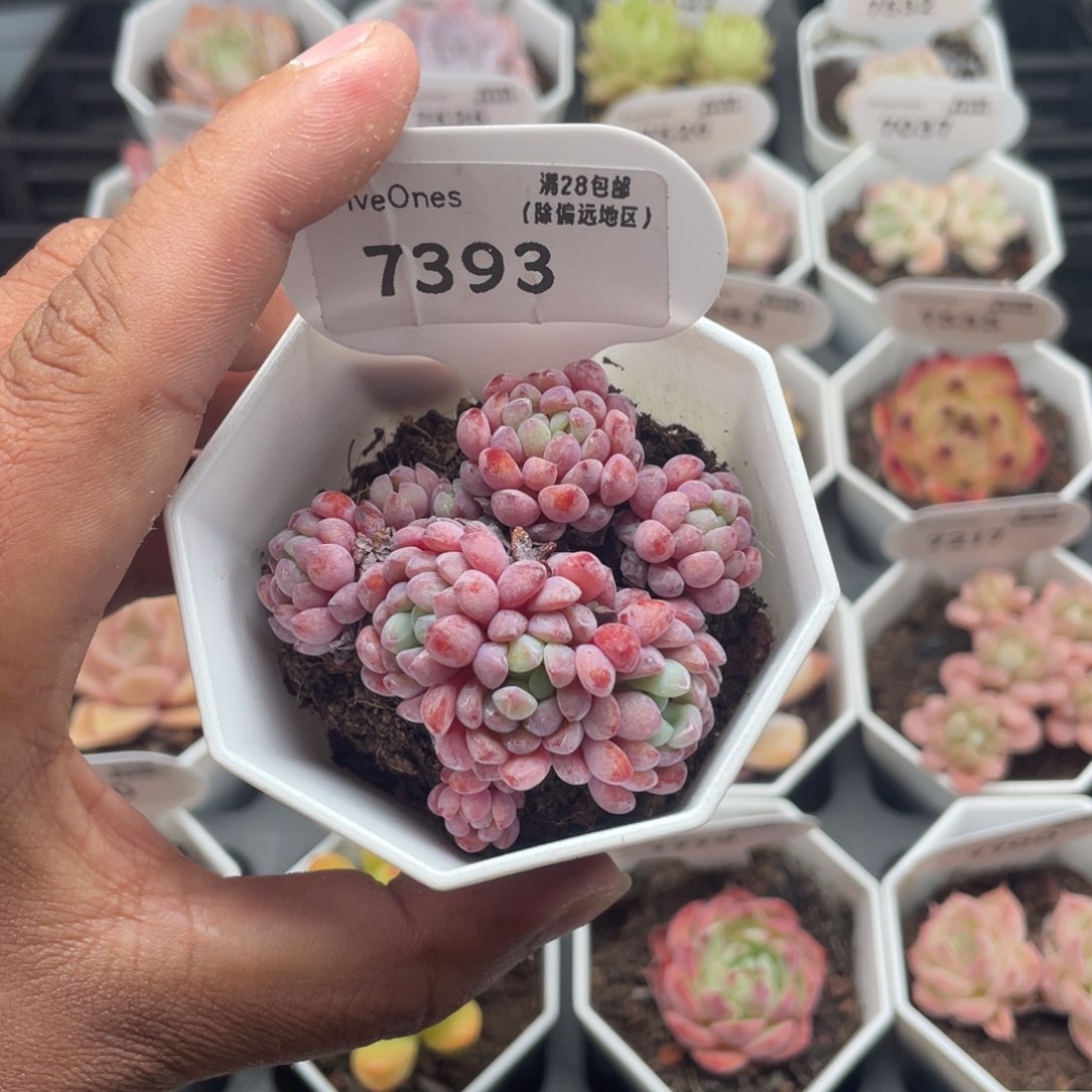 7393娜娅小精灵5.0厘米