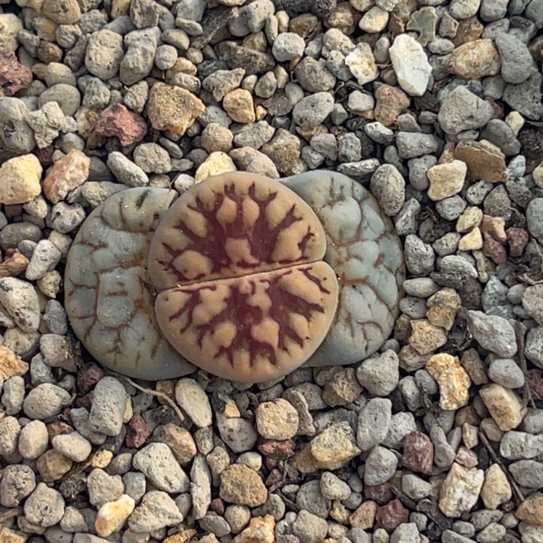 8742粗红纹凹凸线招福一颗