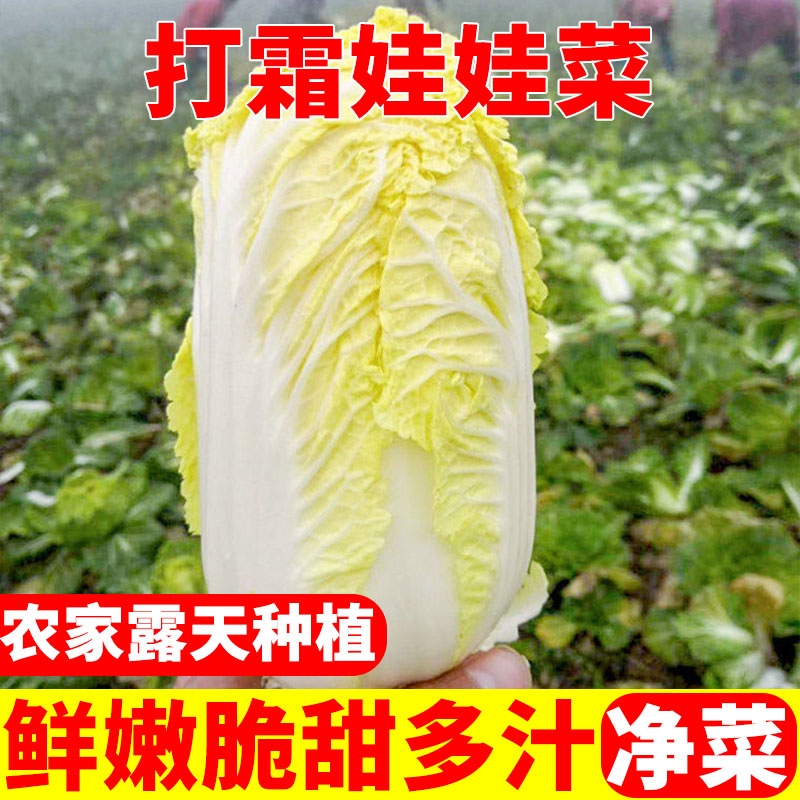 现挖新鲜黄心娃娃菜河南农家露天打霜蔬菜脆甜嫩鲜青菜保鲜发货