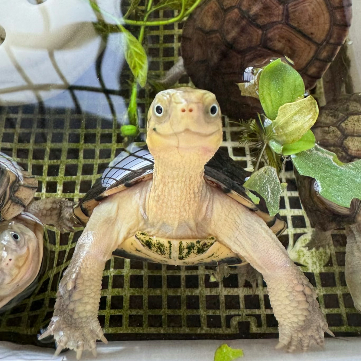 直播间挑选活体宠物龟小青龟地图龟火焰龟