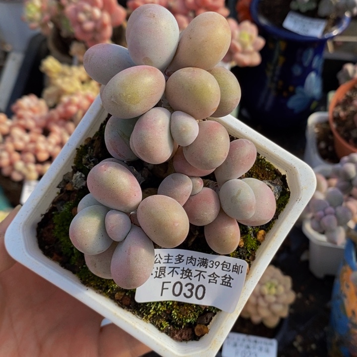 腰子桃蛋6cm030多肉植物