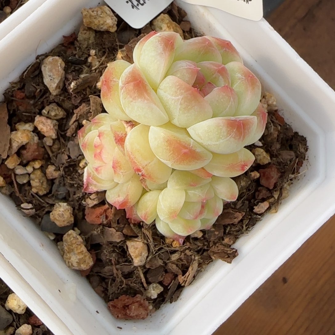 花语逸境0122-108