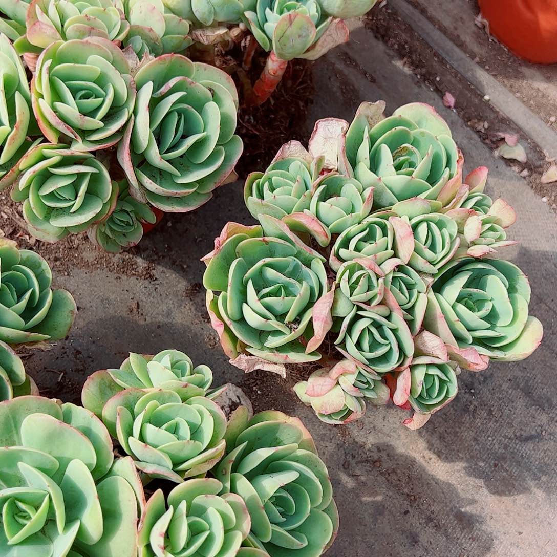 鸡蛋碧桃多头群生精品特价