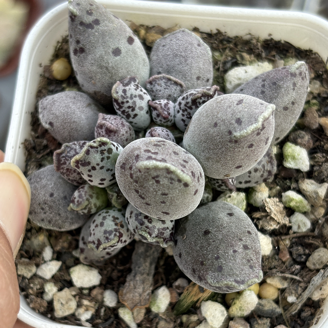 满15包邮精品达摩海豹多肉植物