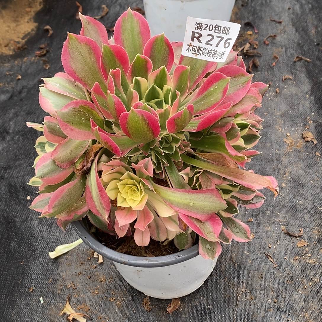 276白凤多肉法师锦多肉