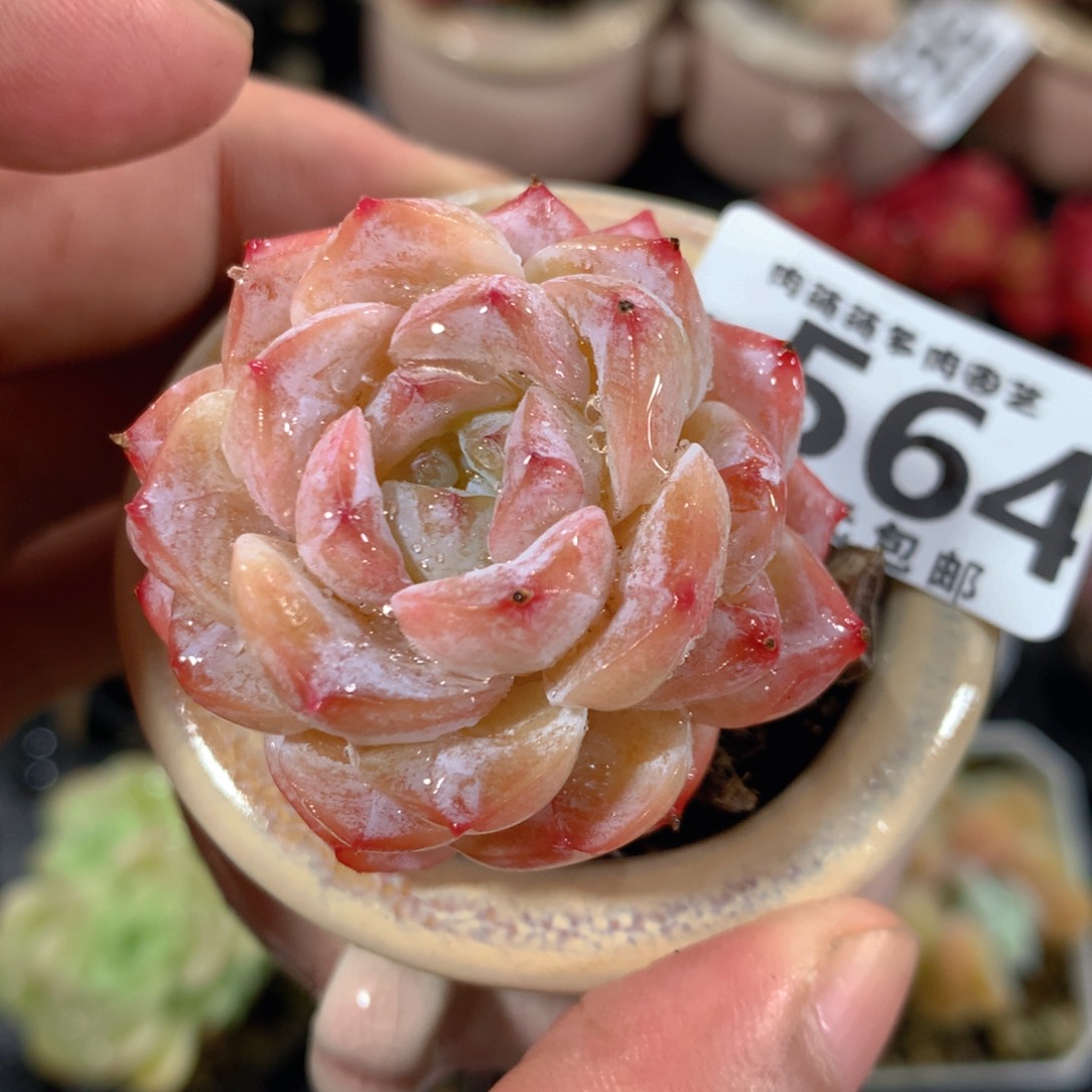 5CM拇指盆精控多肉YY564