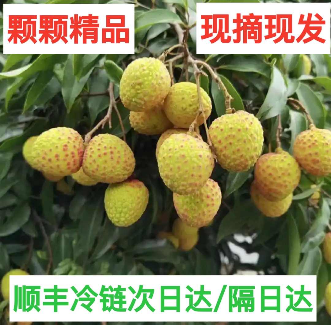 合江正宗观音绿荔枝新鲜水果珍品（川渝外含甘孜凉山攀枝花包邮）