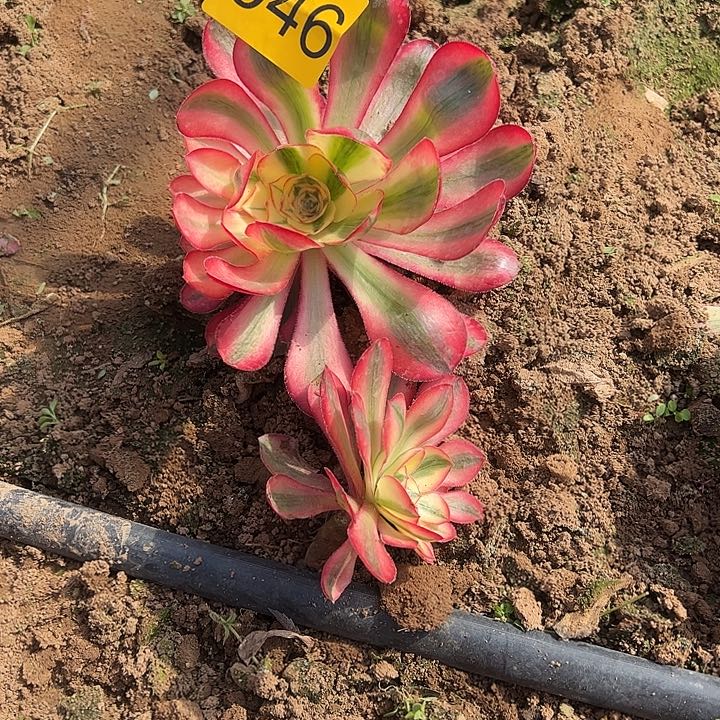 爱丽丝多肉两颗046