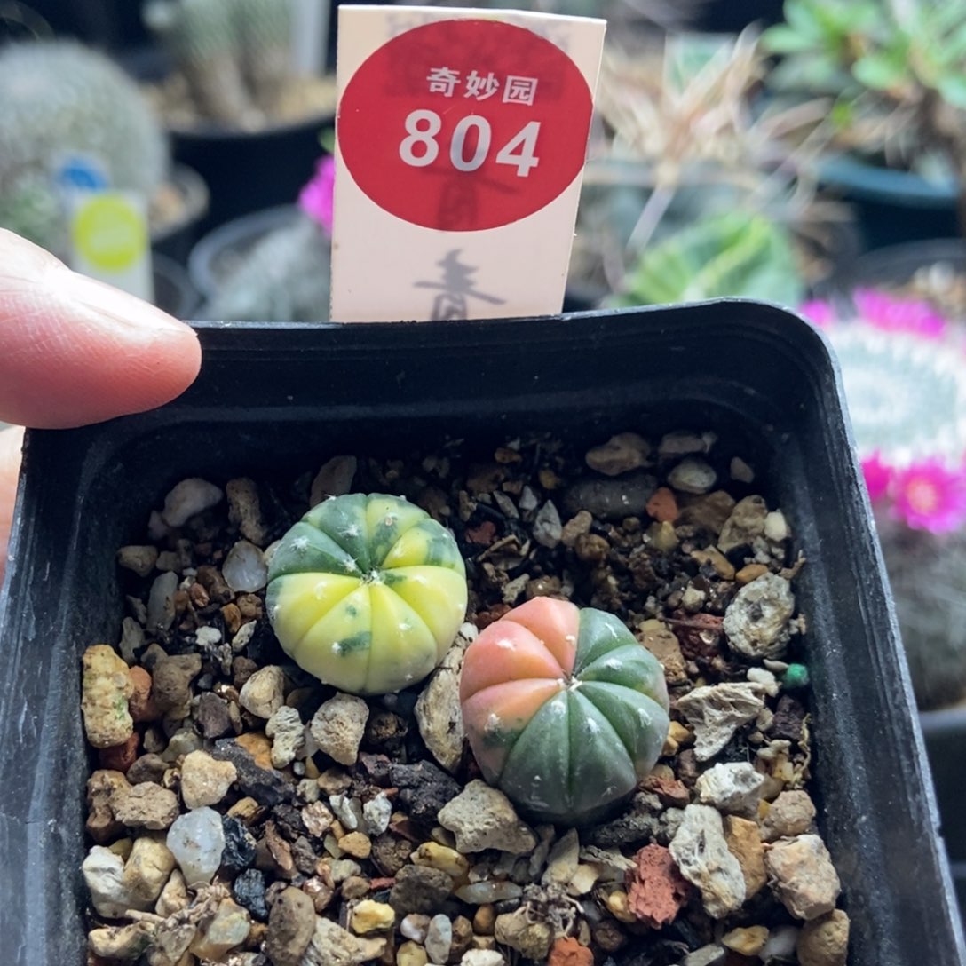 实生兜锦两颗仙人球388877