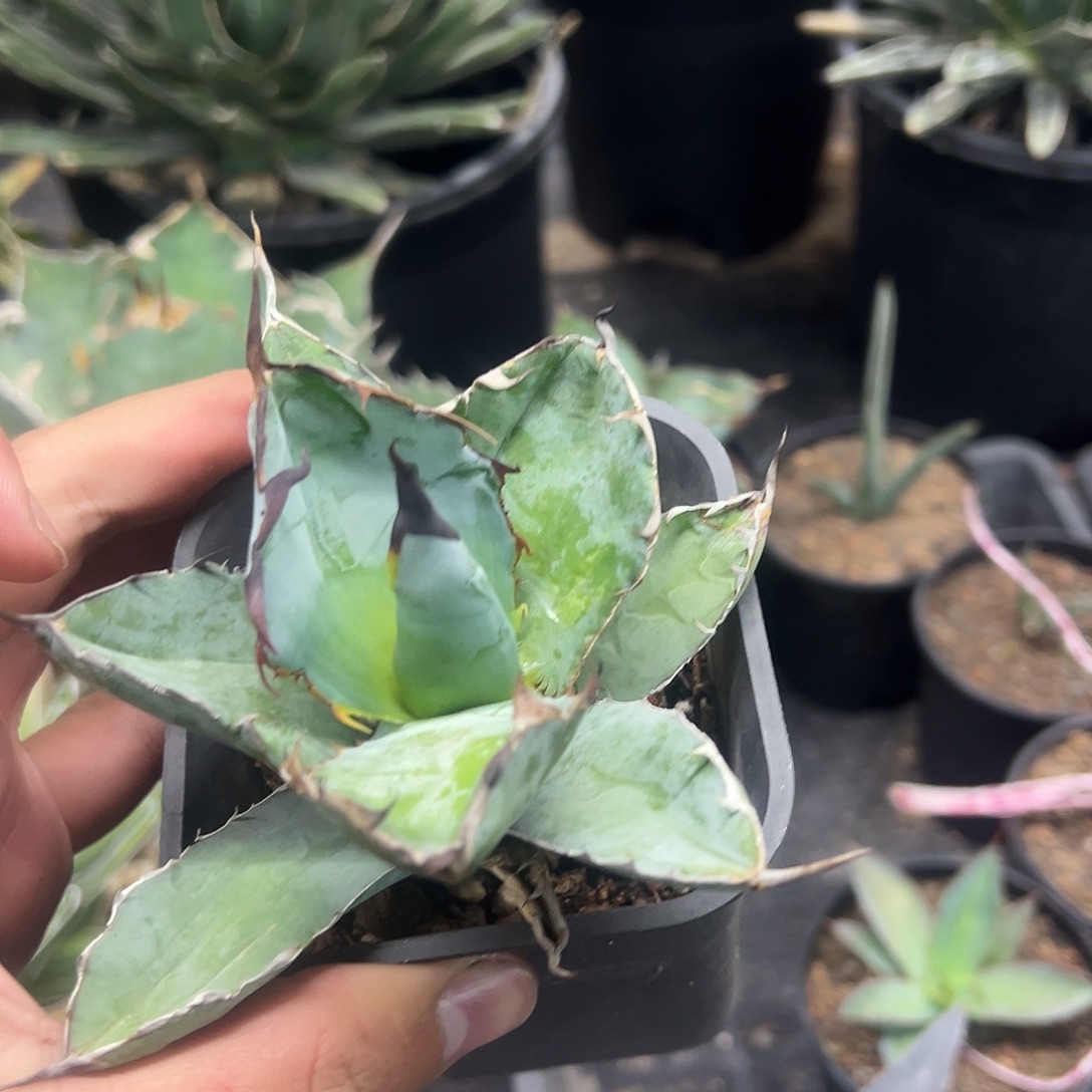 蓝鲸仁王冠龙舌兰9.9