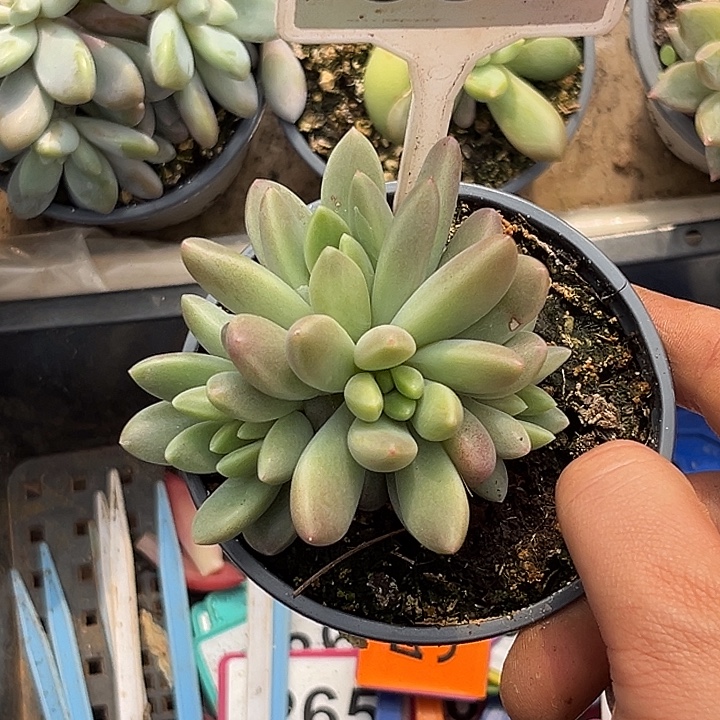 多肉植物橙色奇迹635