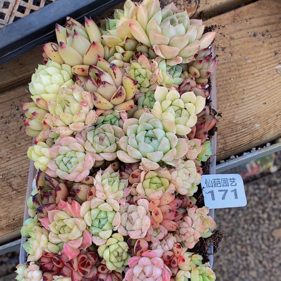 171的时候我也是一