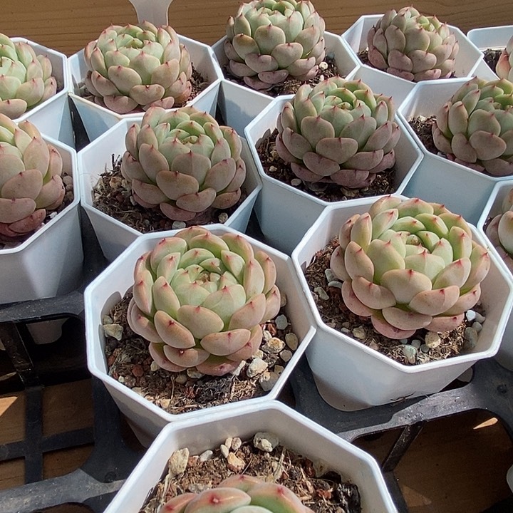 波尔多福利多多去拍