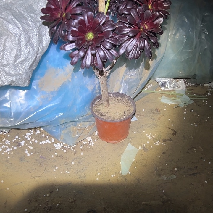 法师链接一物一拍32
