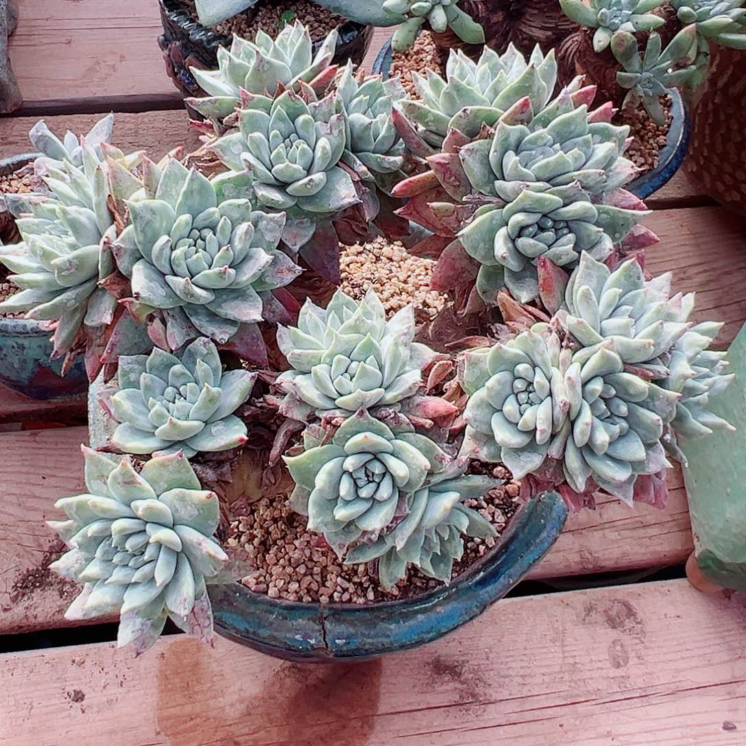 9093白雪仙女杯多肉