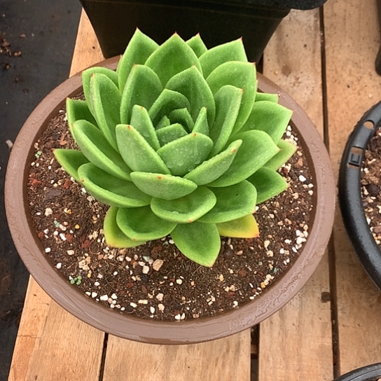 美肉特价活动开始啦