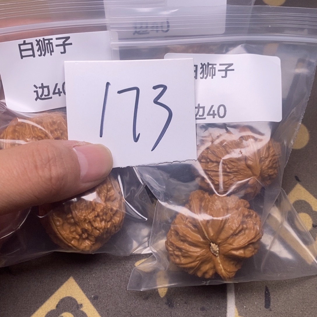 核桃白狮子尺寸40
