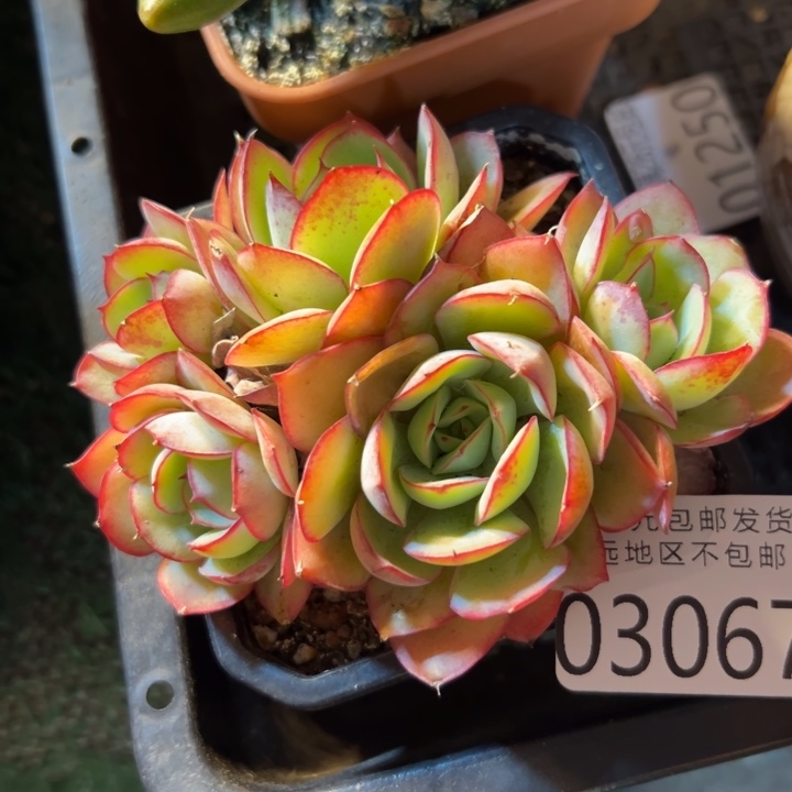 幸运的是我还没遇到