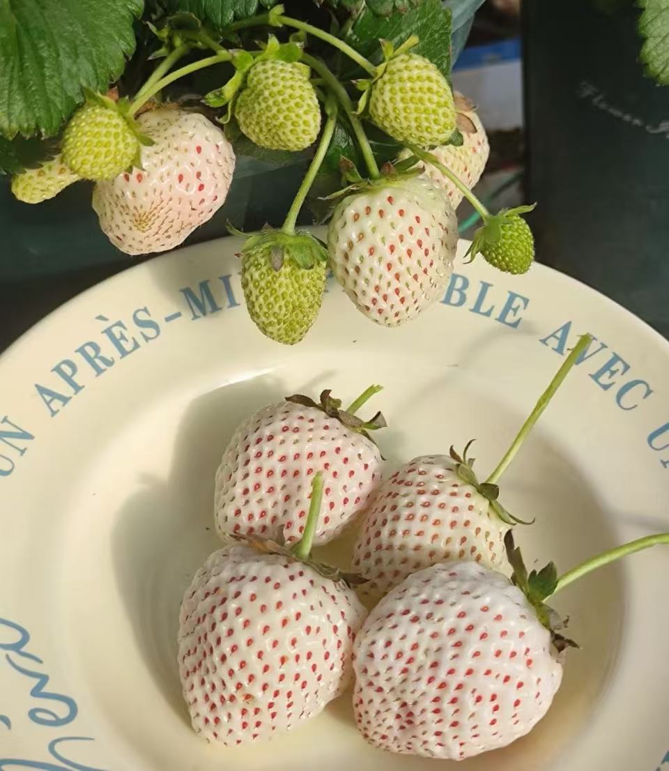 【李先生】（天使）四季草莓苗带土盆栽适合阳台庭院种植