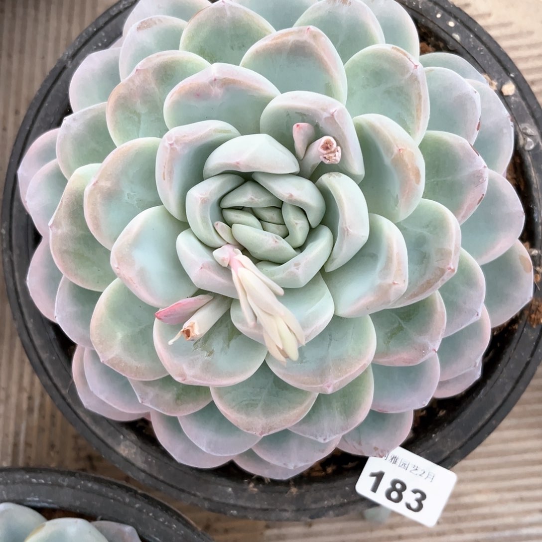 阿雅园艺。           183