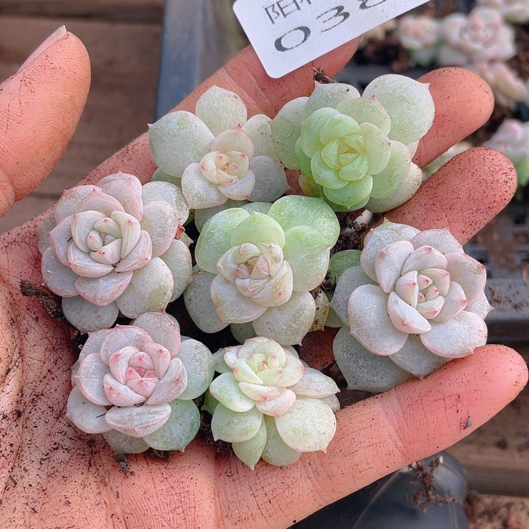 多肉植物多肉植物383