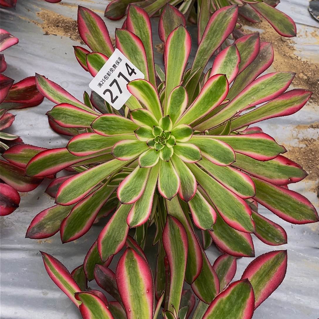 2714粉铜多肉植物