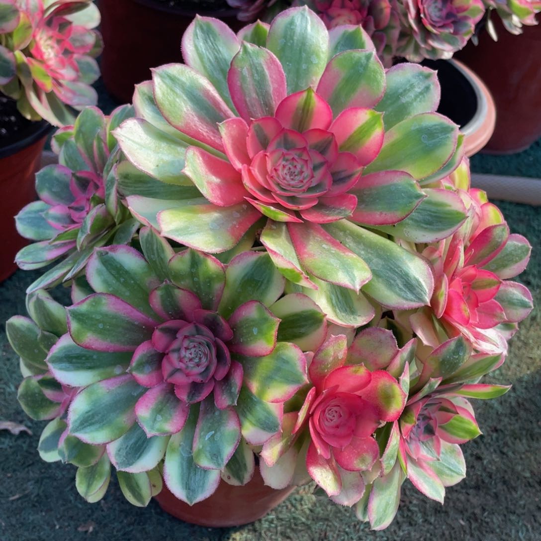 454倾城精品法师老桩