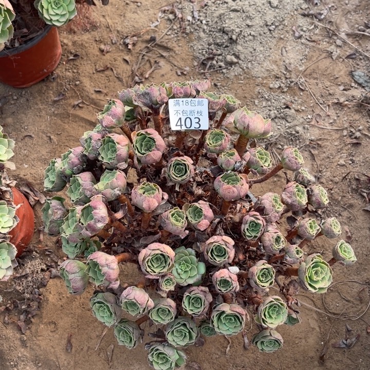 403万圣夜大绣球4法师