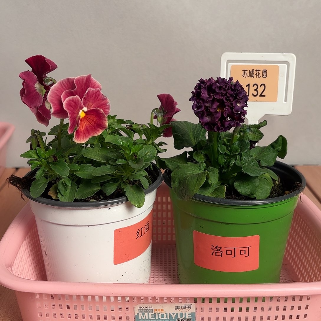 大部分开放少量花苞132