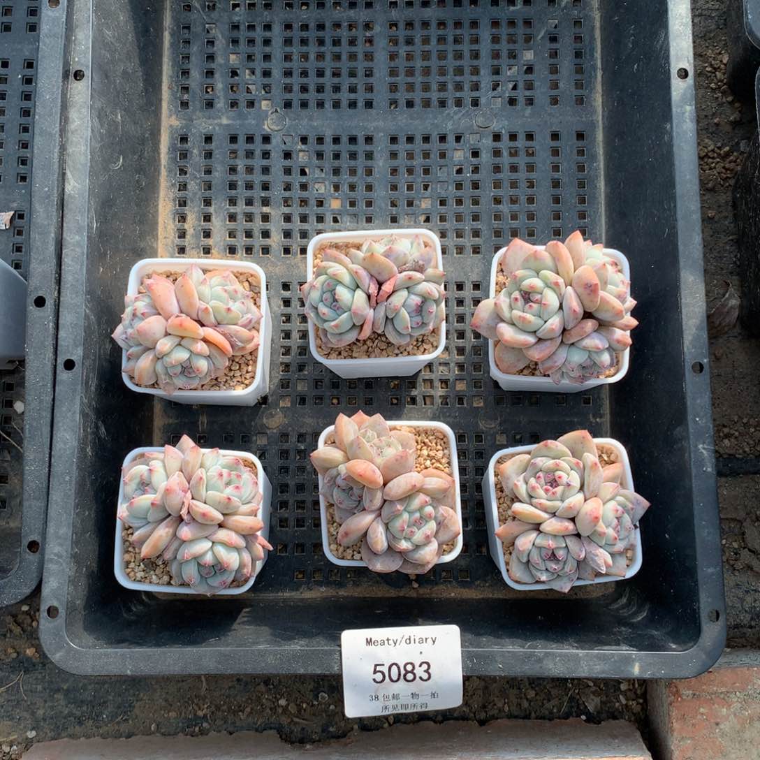 特5083精控星影石榴籽3头5厘米左右6颗一组