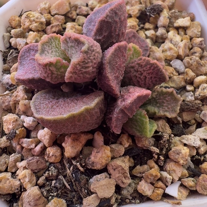 小***学       两个满减。    