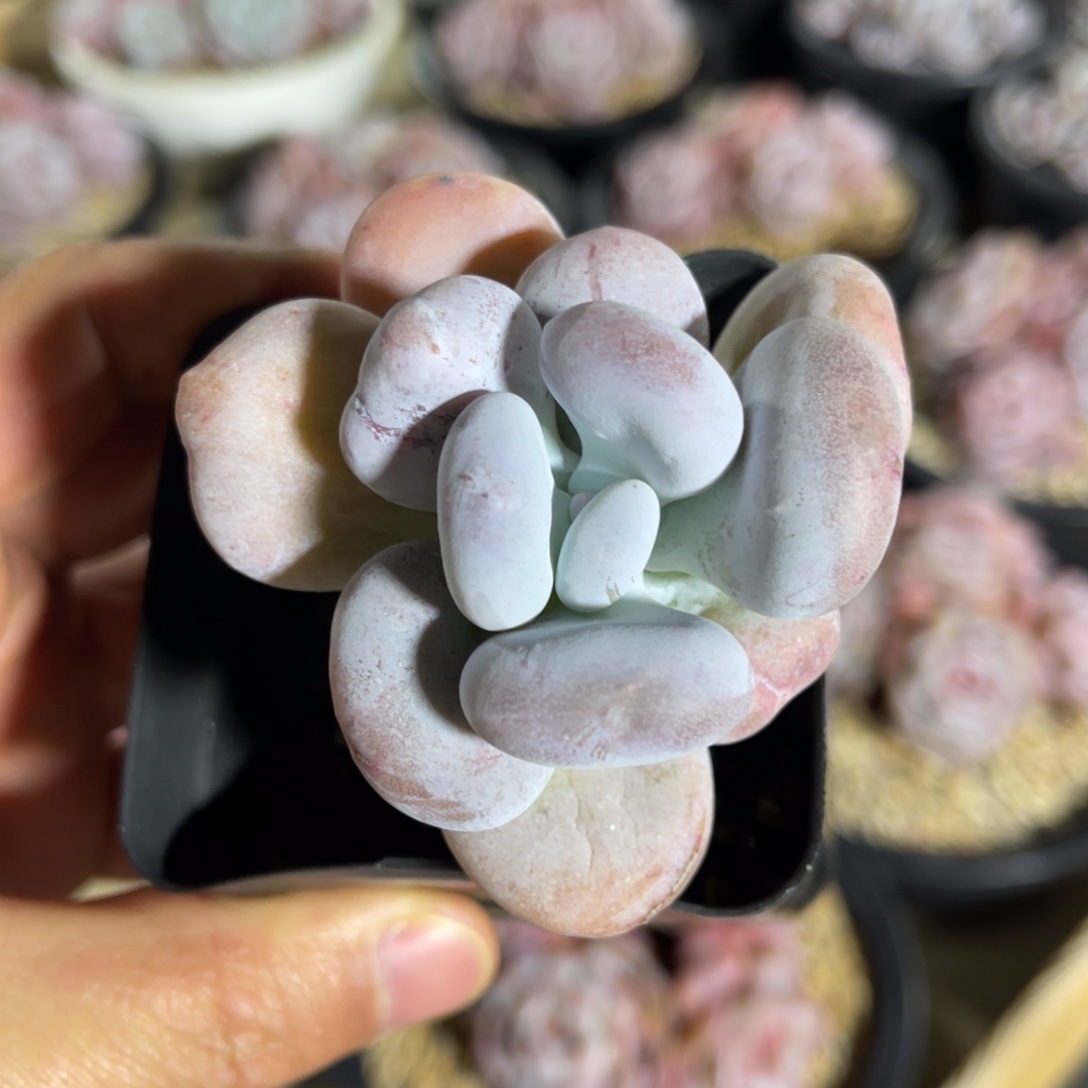 油煎丸子一物一拍