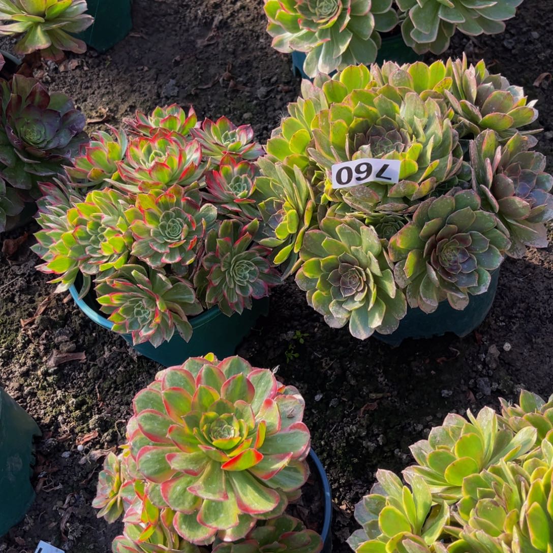 两盆法师26///22包邮