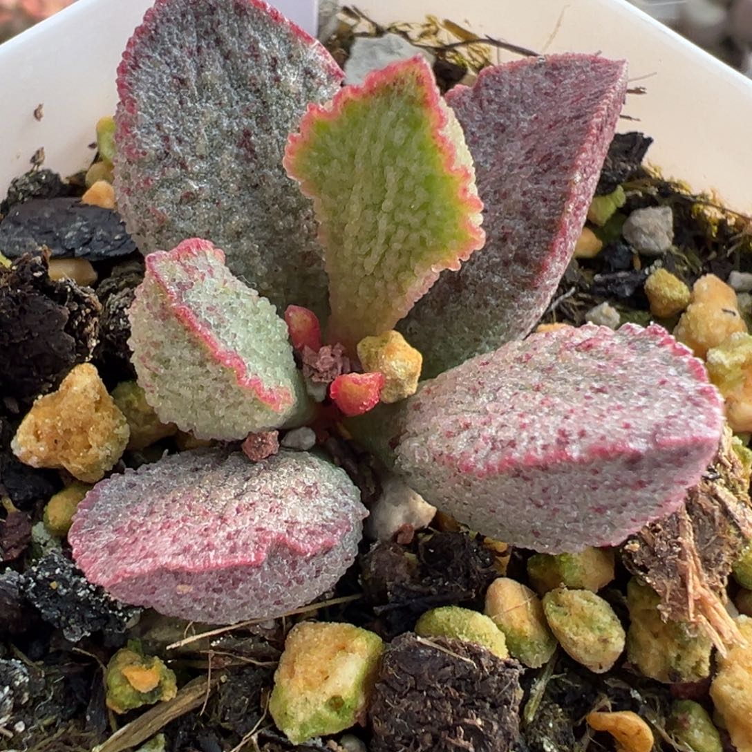 57粉斑实生新品睡哦