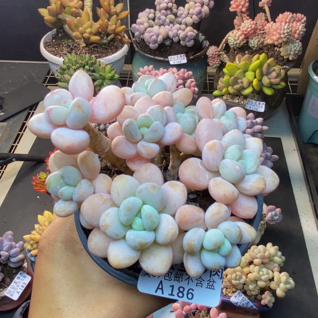 186橘子香水多肉9c m