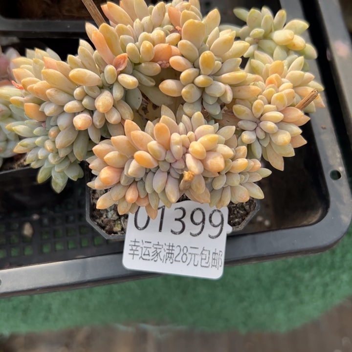 幸运儿是一个人吗