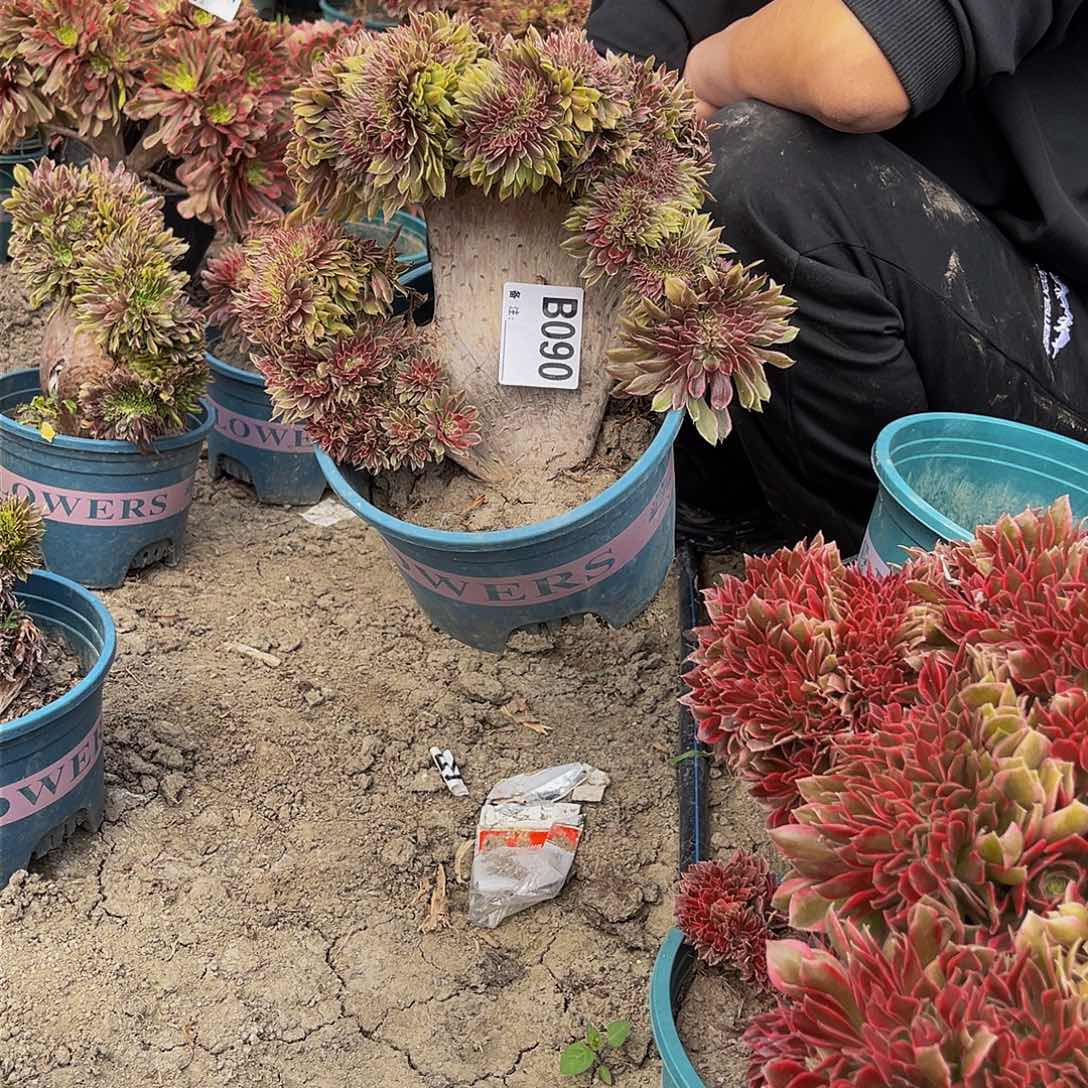 粉黛15-44包邮法师