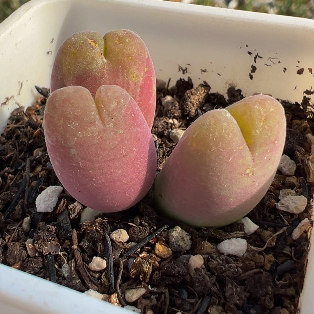 258多肉植物种类多样