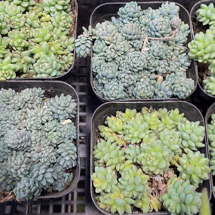 姬姓美人1.8带盆土发