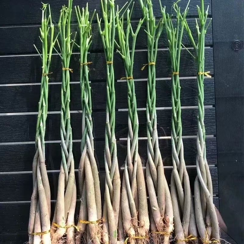 发财树苗五辫子发财树室内绿植花卉招财树植物办公客厅净化空气