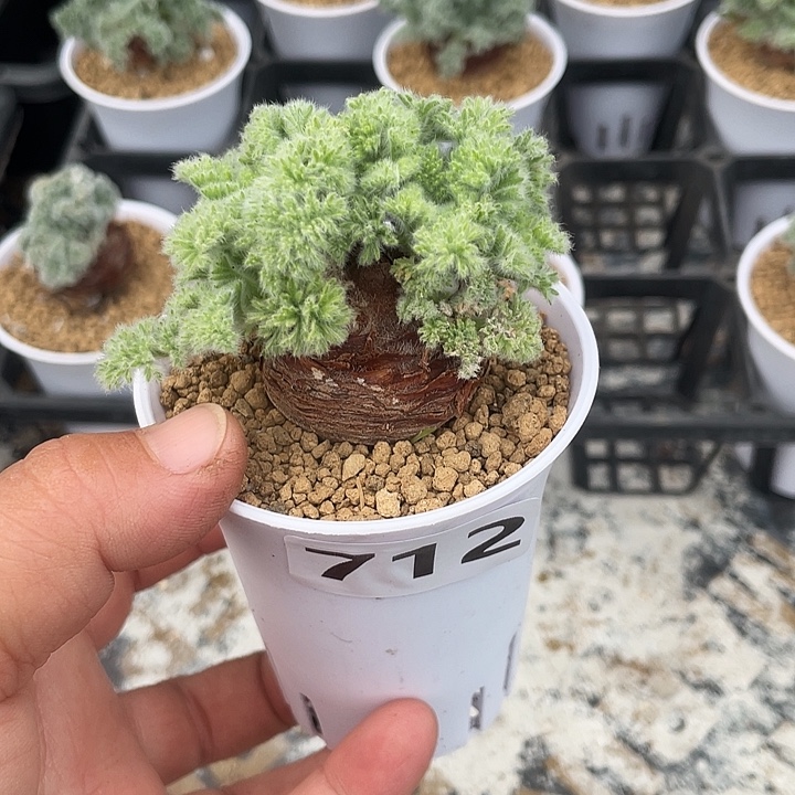 712羽叶杨葵大单头