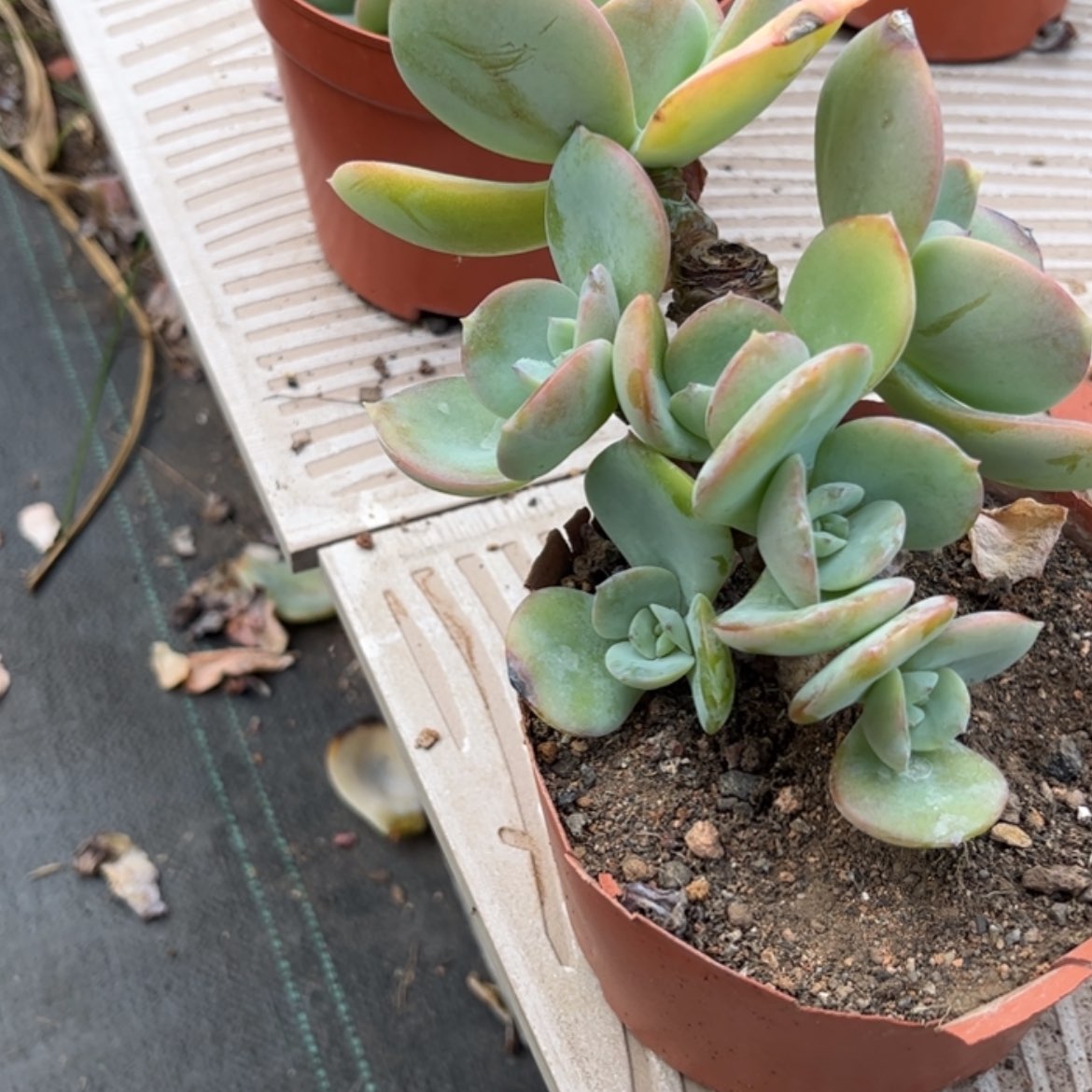 【闪购商品】无花朵小**昊