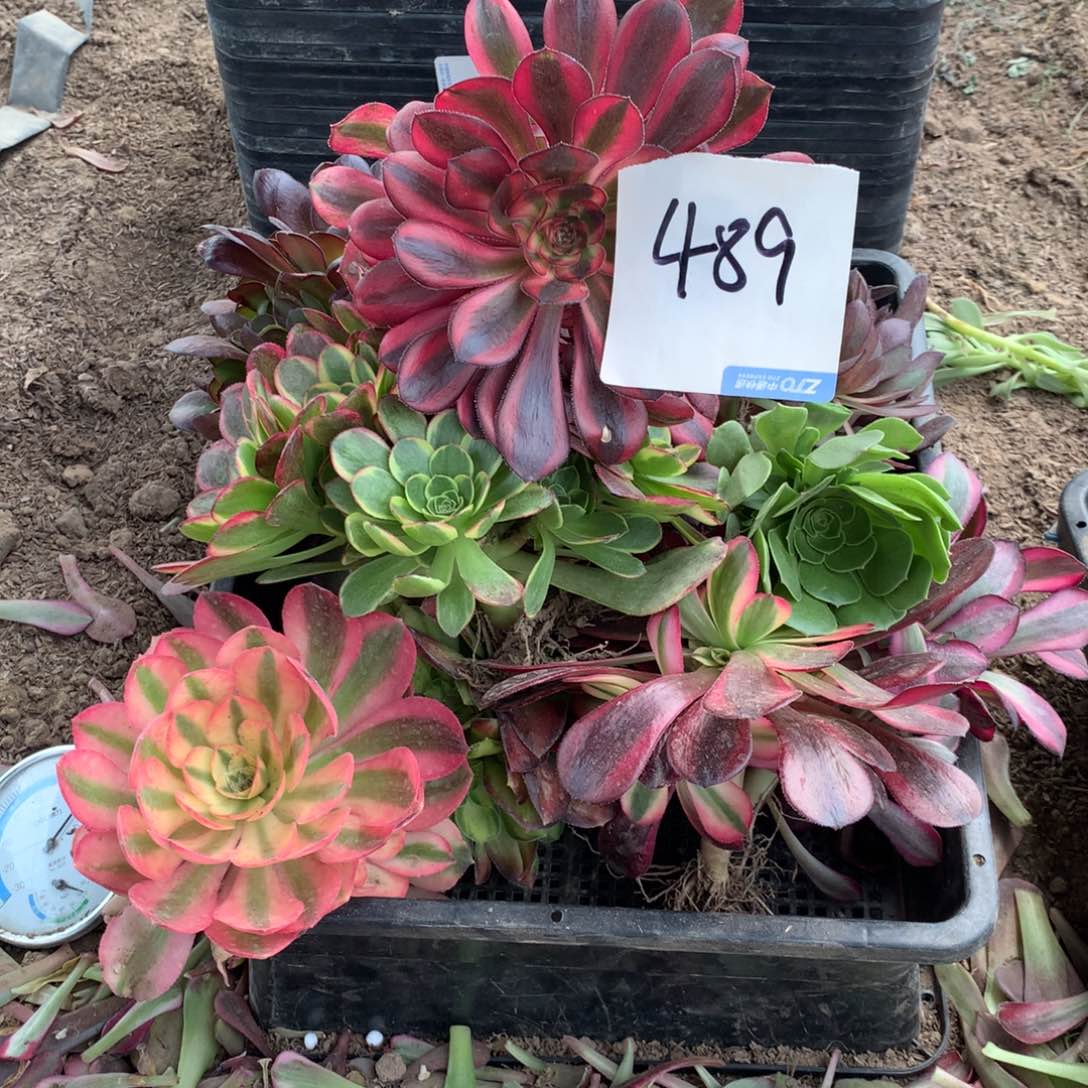 489多肉植物盆栽花卉