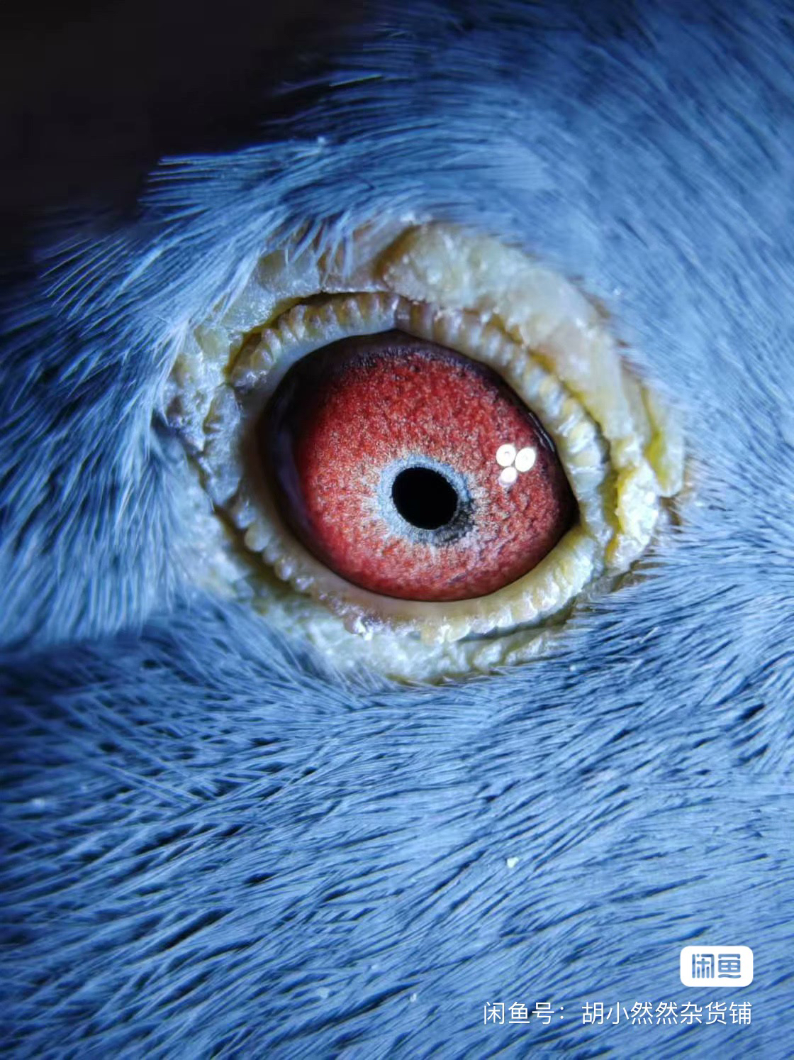 鸽子用品专用环子