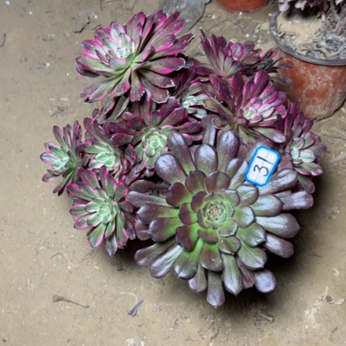 【闪购商品】多肉植物红金刚31