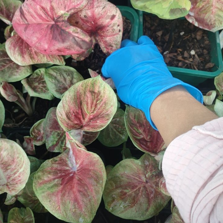 完全开放达摩养定