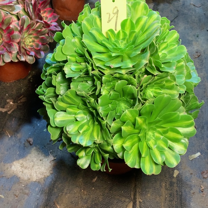 阿*罗29翡翠琉璃多肉一物一拍